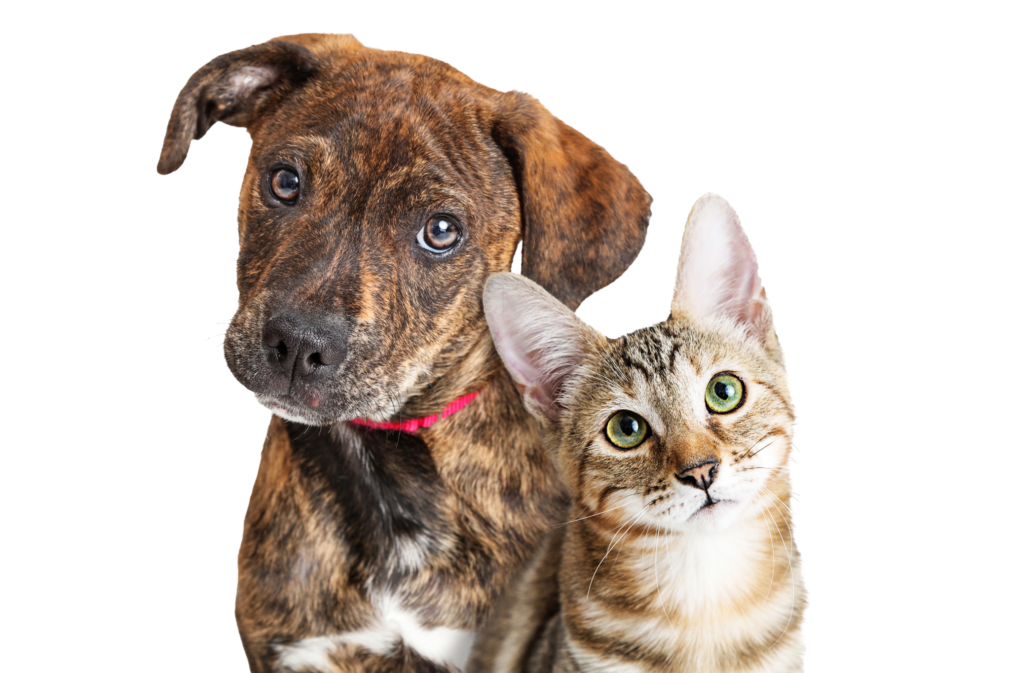 Cachorro e gato ao lado do formulário de cadastro